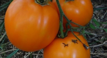 Popis odrůdy rajčat ilya muromets bogatyr na webu